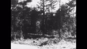 34684 Im Wald Von Katyn
